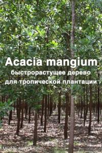 Maheshwar Hegde, K. Palanisamy, Jae-Seon Yi - Acacia mangium  Willd. - быстрорастущее дерево для тропической плантации